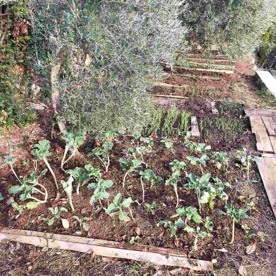 Mary'S Garden Villa Tulisevica Eksteriør billede